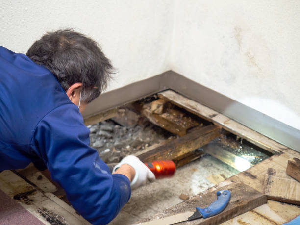 Best Best Mold Removal Companies  in Fuller Heights, FL