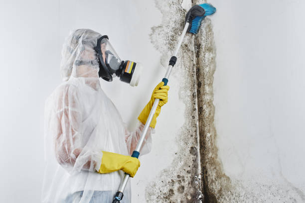 Best Fast Mold Removal  in Fuller Heights, FL