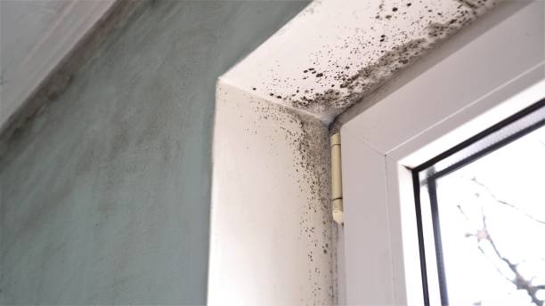 Best Mold Testing  in Fuller Heights, FL