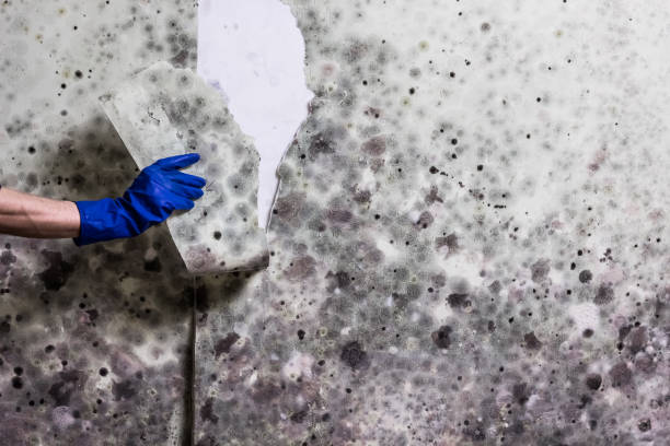 Professional Mold Removal in Fuller Heights, FL